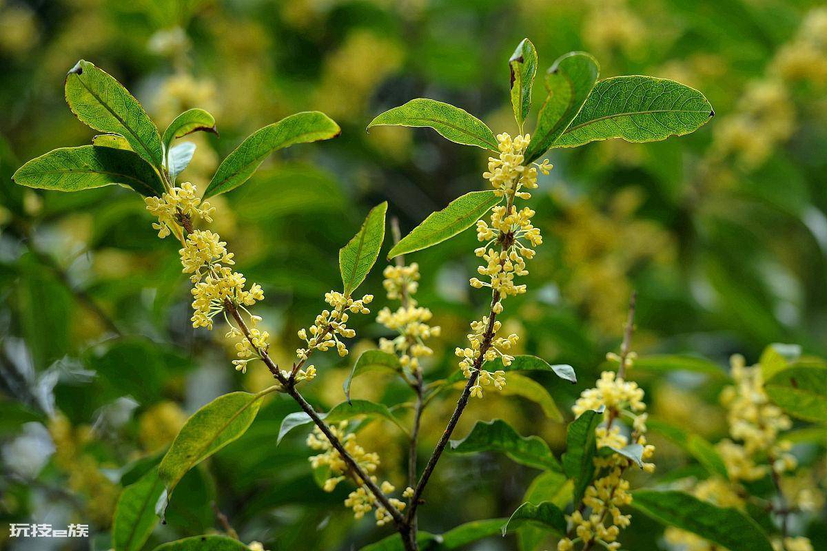 桂花树不开花是什么原因(桂花树开花又多又香的方法)-图片5